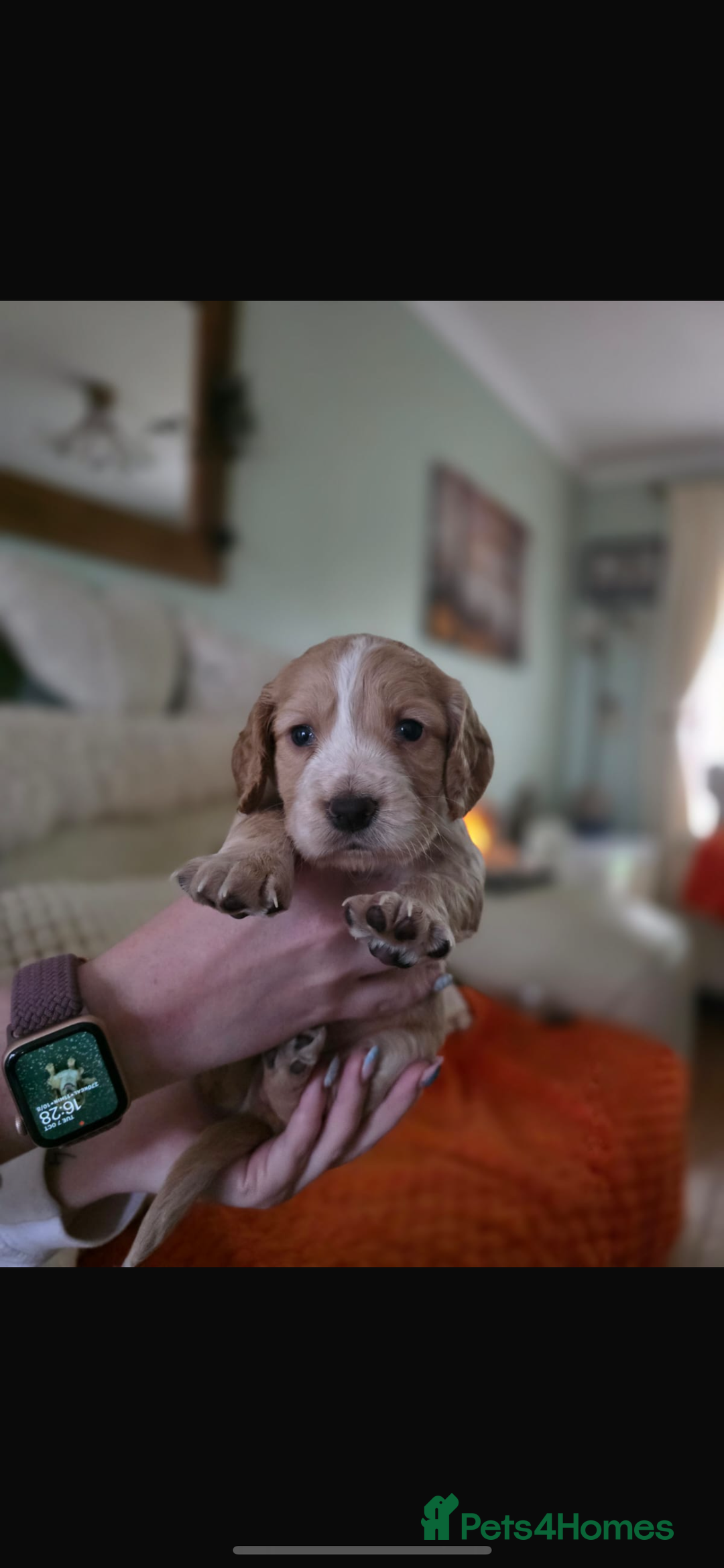 Cocker Spaniel dogs for sale: KC REGISTERED COCKER SPANIELS  - Image 9