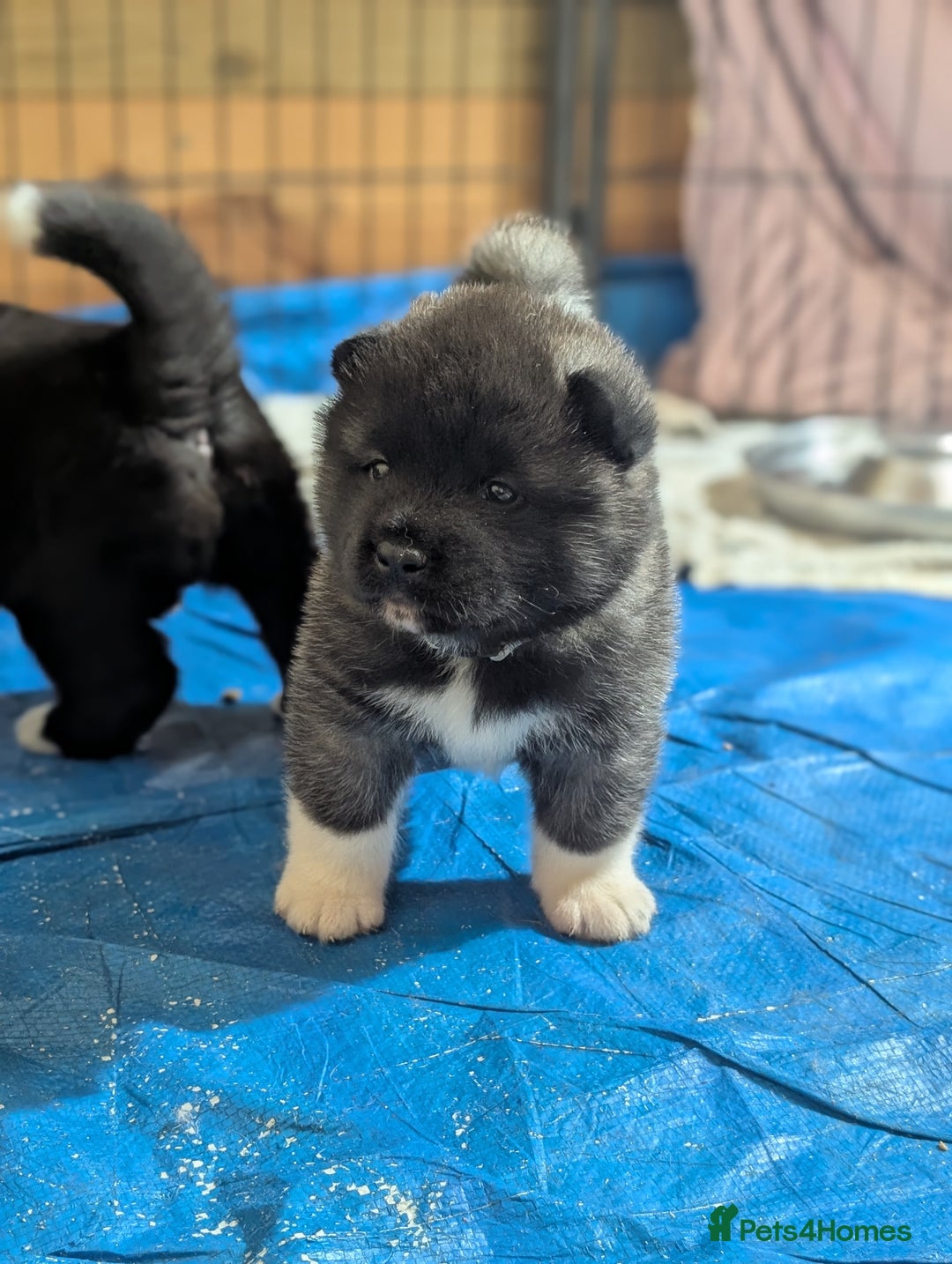 Akita dogs for sale: European Champions Bloodline American Akita's  - Advert 4