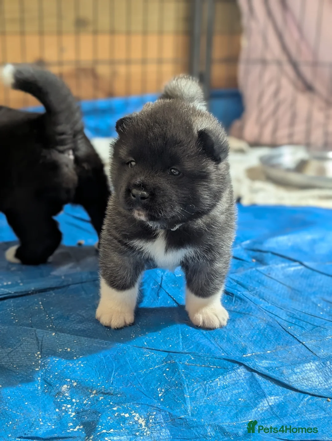 Akita dogs for sale: European Champions Bloodline American Akita's  - Advert 15