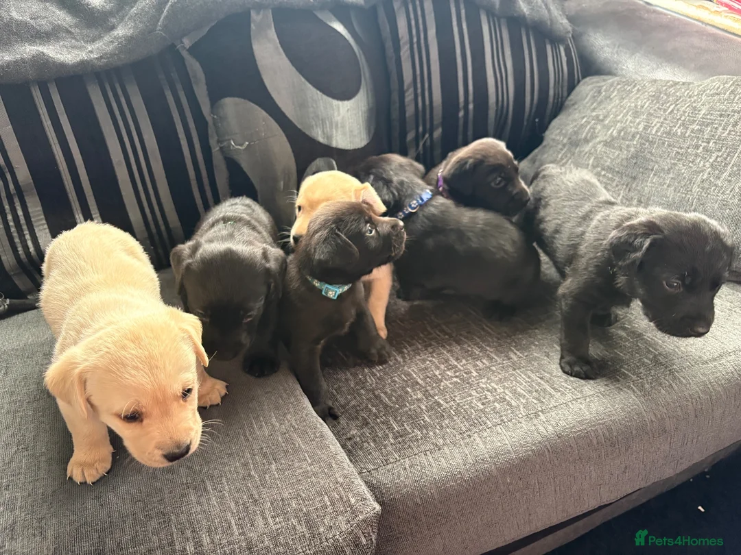 Labrador Retriever dogs for sale: 7 working labs for sale! - Advert 2