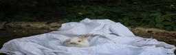 Mini Lop rabbits for sale: ✨Beautiful Mini Lop Bunnies, ready from 21st June✨ - Advert 6