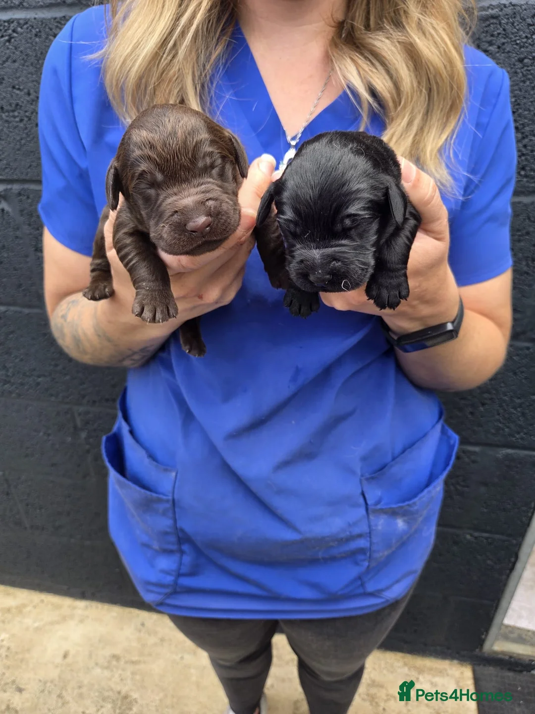 Labradoodle dogs for sale: Labradoodle Puppies  - Advert 1
