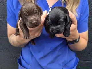 Labradoodle dogs Labradoodle Puppies - Advert 10