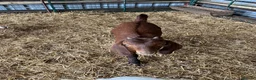 Goats livestock for sale: Boer goat kids - Advert 5