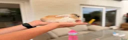 Mini Lop rabbits for sale: Beautiful Mini Lops Litter - Advert 14