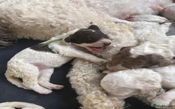 Labradoodle dogs for sale: Therapy breeder 5th gen miniature F1bbbb - Image 23