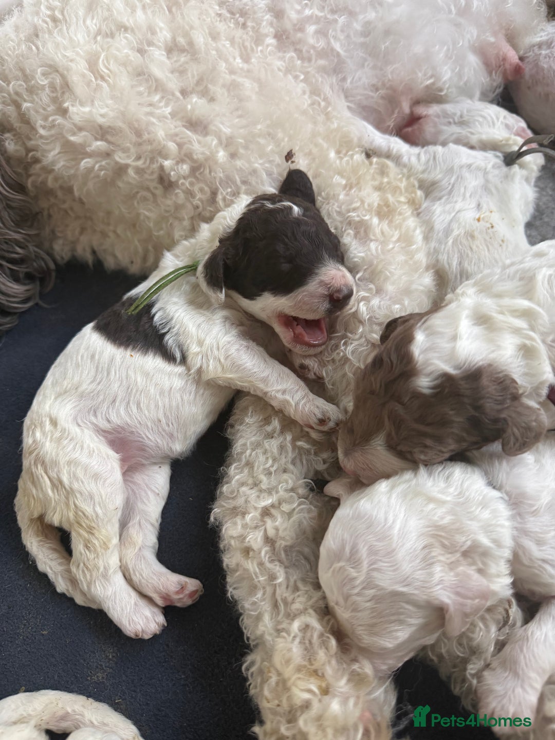 Labradoodle dogs for sale: Therapy breeder 5th gen miniature F1bbbb - Image 23