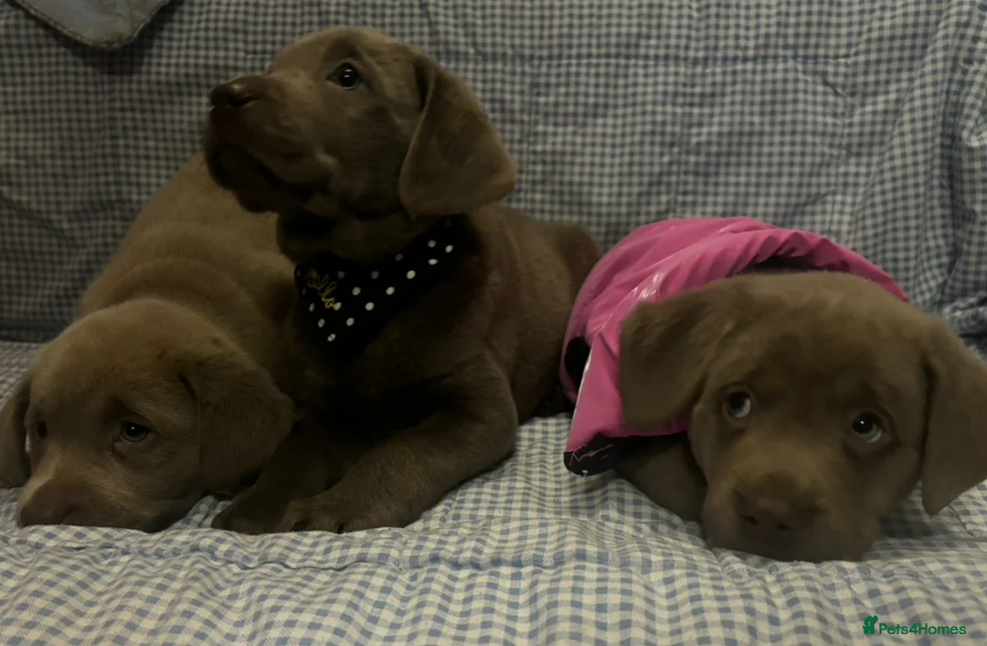 Labrador Retriever dogs for sale: 🐾 Stunning Chunky Silver Labrador Puppies 🐾 - Advert 2