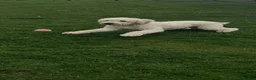 Goldendoodle dogs for stud: F1 Goldendoodle for stud  - Advert 2