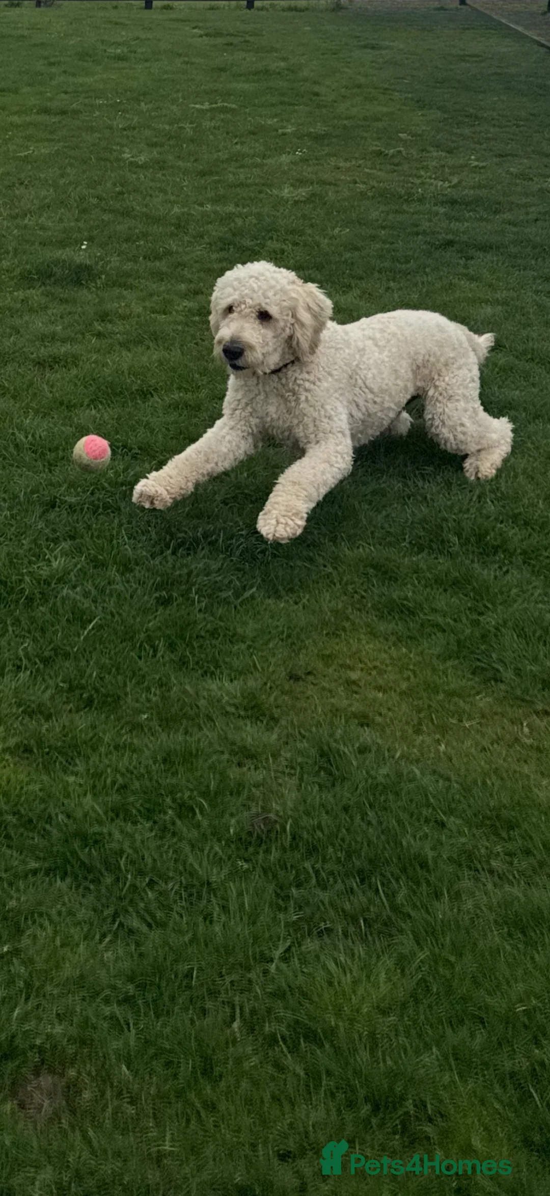 Goldendoodle dogs for stud: F1 Goldendoodle for stud  - Advert 2