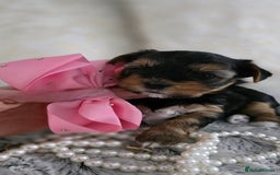 Yorkshire Terrier dogs for sale: Yorkshire terrier  - Image 4