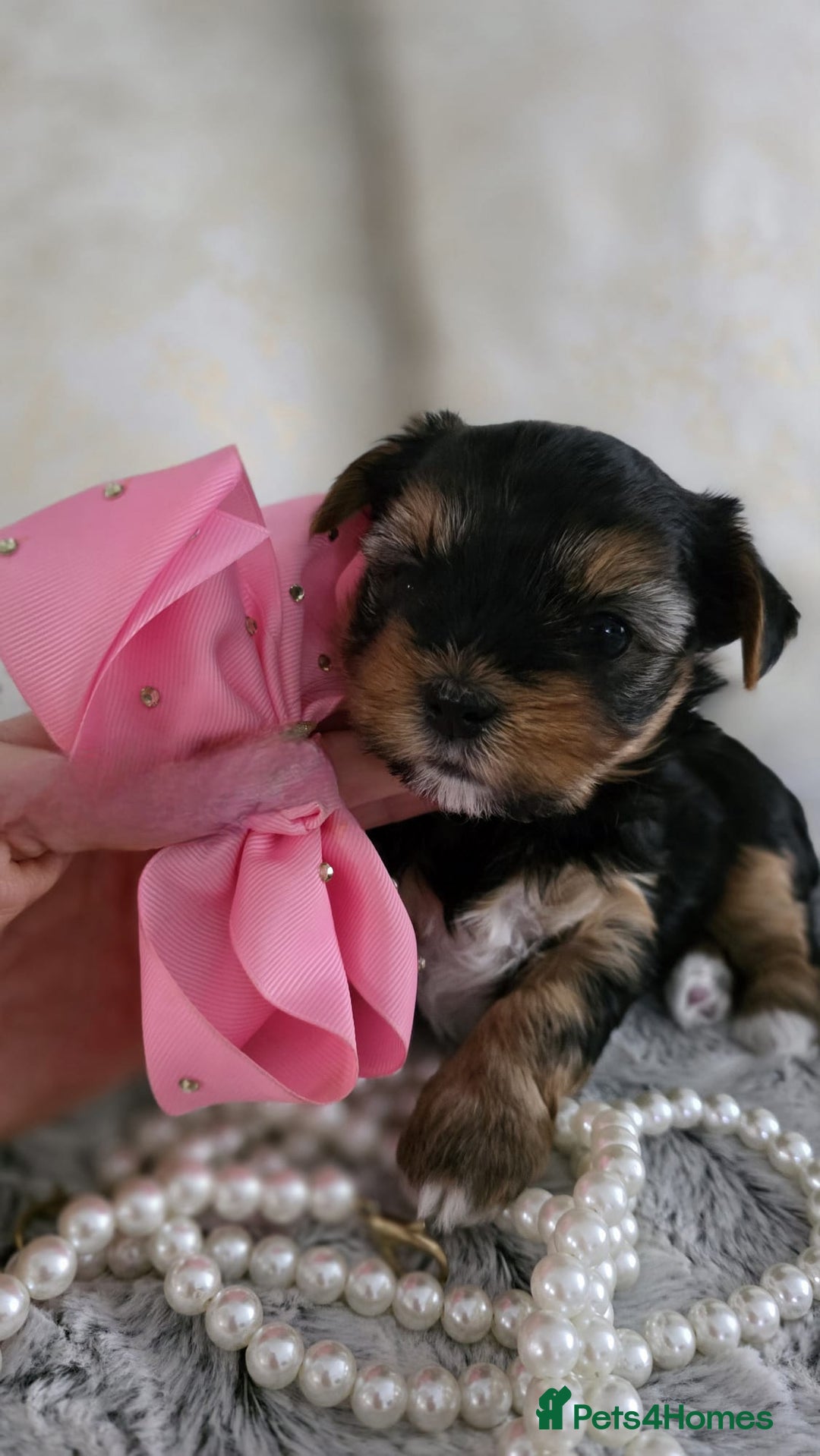 Yorkshire Terrier dogs for sale: Yorkshire terrier  - Image 4