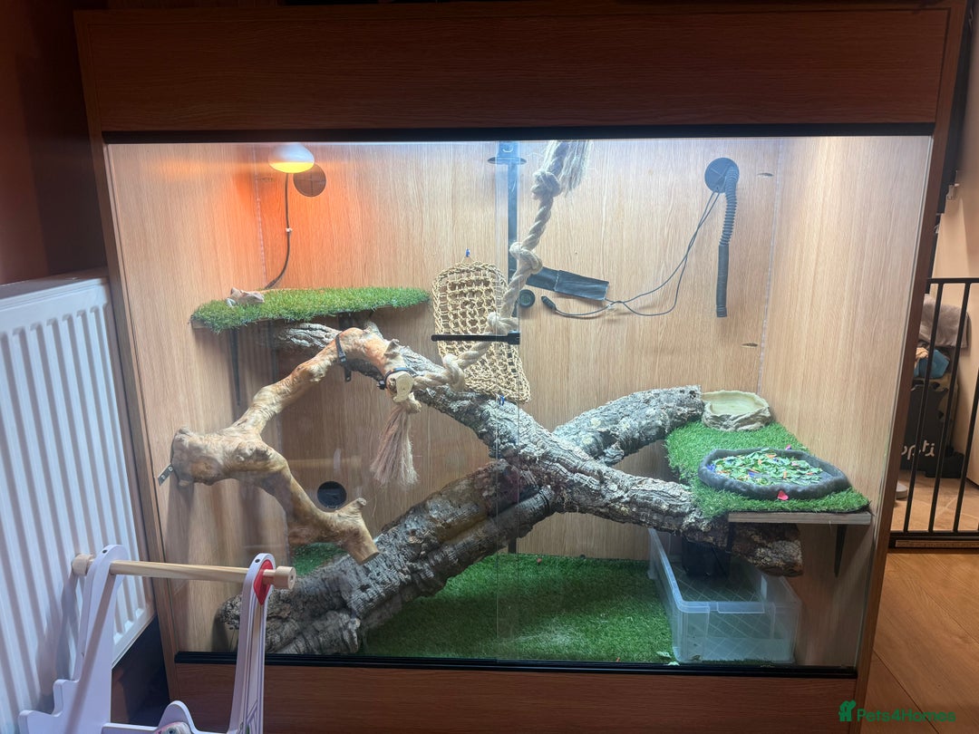 Iguana reptiles for sale: Snow zero iggy  - Image 7