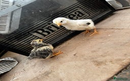 Chickens poultry for sale: PURE BRED CHICKS & DUCKLINGS  - Image 2