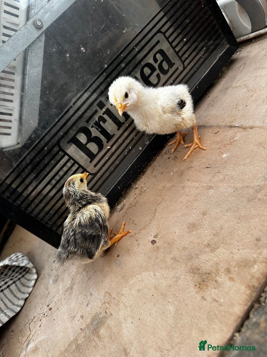 Chickens poultry for sale: PURE BRED CHICKS & DUCKLINGS  - Image 2