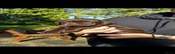 Labrador Retriever dogs for sale: 🐾 KC REGISTERED LABRADOR PUPPIES FOR SALE 🐾 - Advert 5