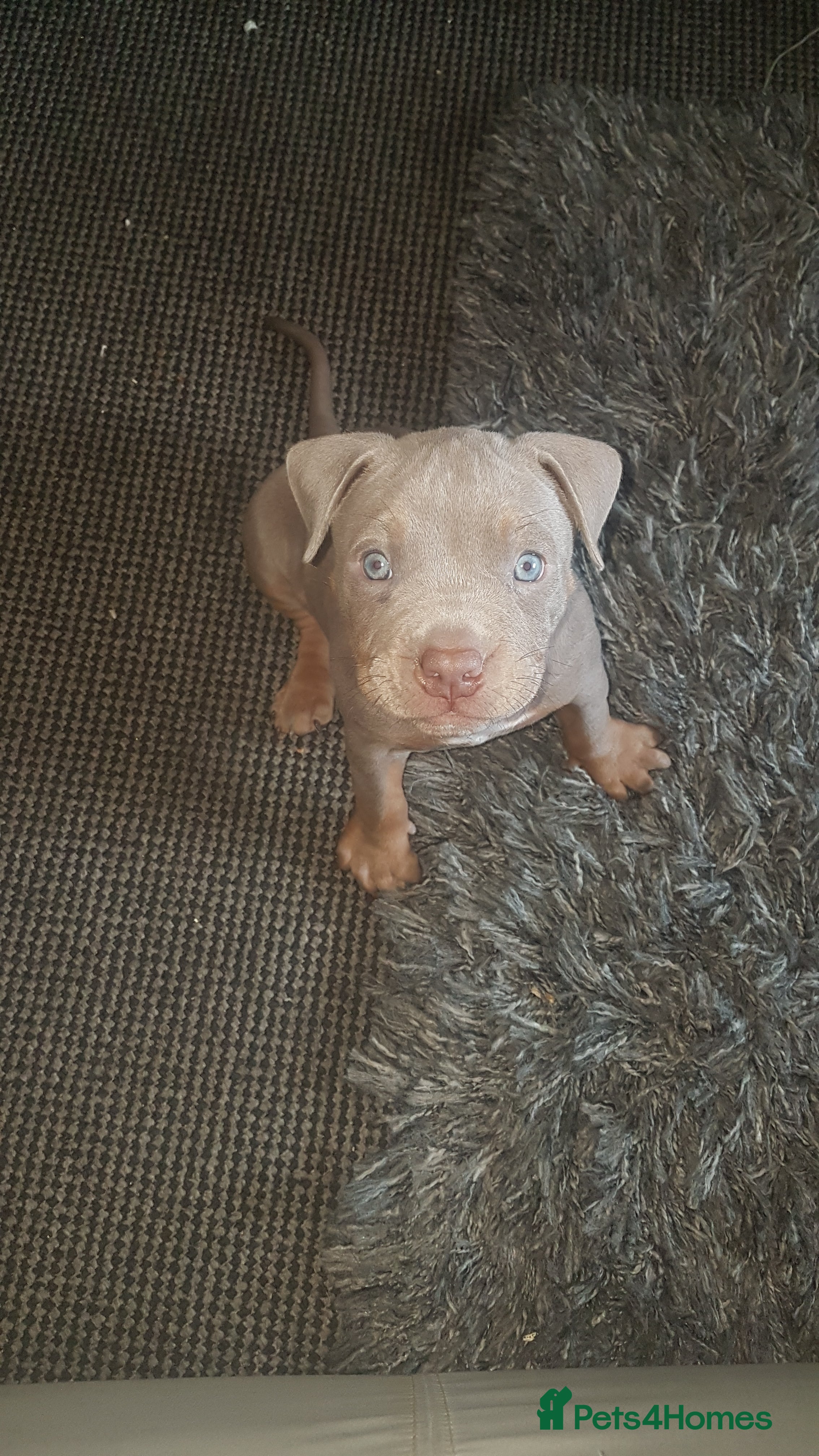 American Bully dogs Lilac tri pocket bully  - Advert 7