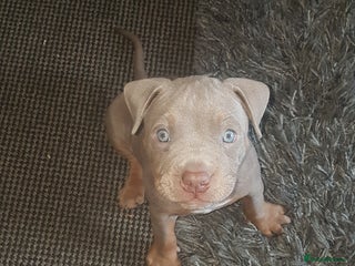 American Bully dogs Lilac tri pocket bully - Advert 7