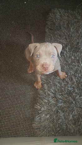 American Bully dogs - Advert 9