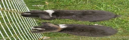 Mini Lop rabbits for sale: Mini Lops Ready Now - Advert 7