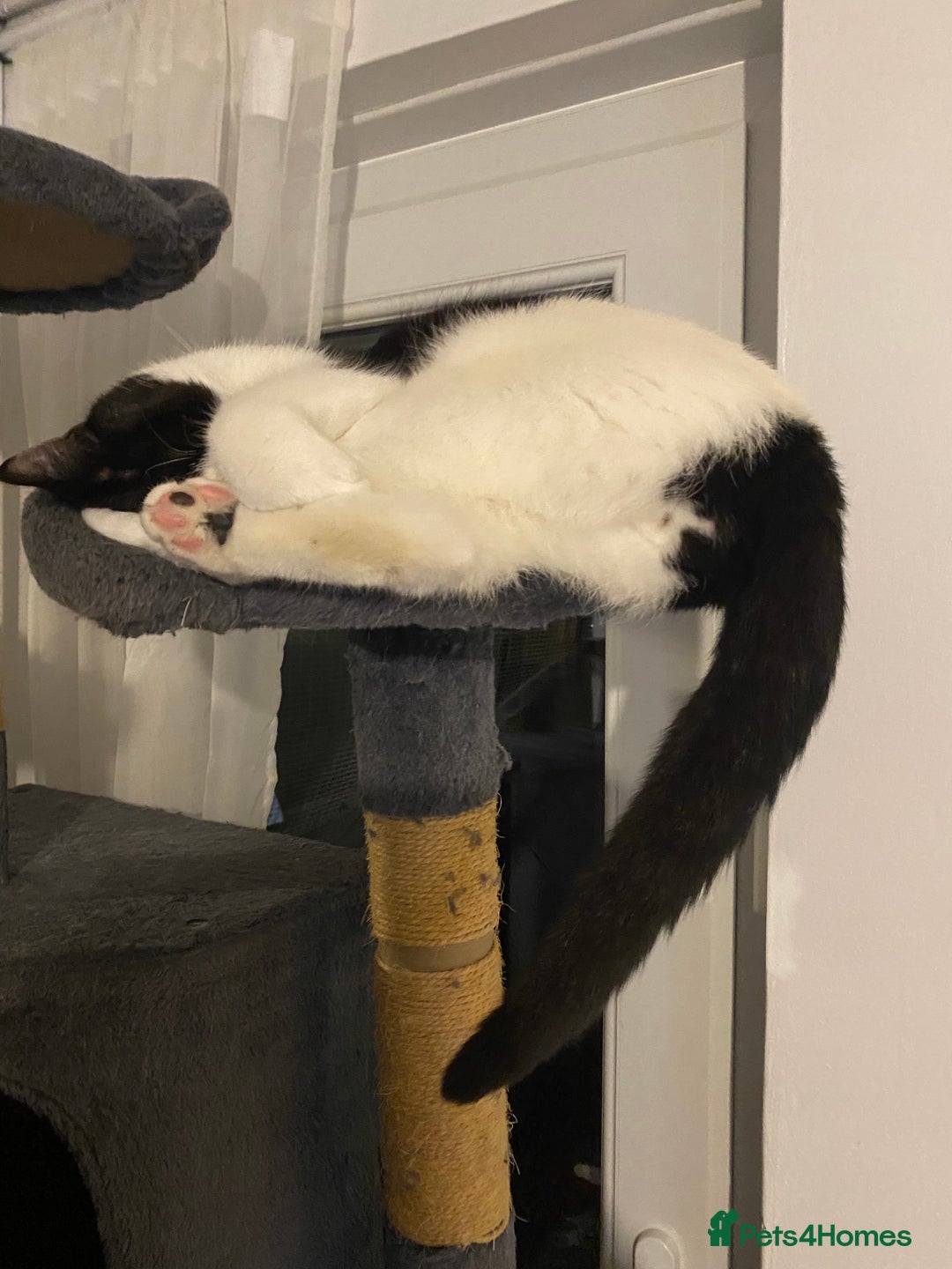 Mixed Breed cats for sale: 9 month old male kitten - Advert 3