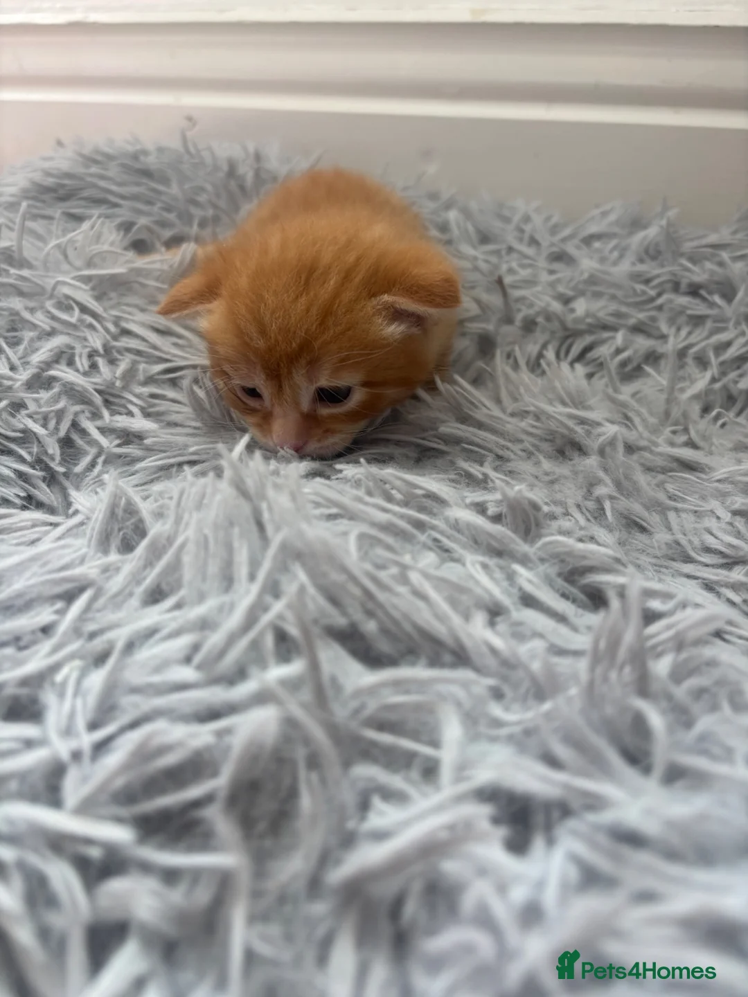 Mixed Breed cats for sale: Kittens  - Advert 13