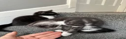 Mixed Breed cats for sale: Gorgeous Siblings Looking for Their Forever Homes - Advert 9