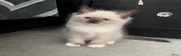 Ragdoll cats for sale: The Most Adorable Ragdoll Boy Kittens💙 - Advert 12