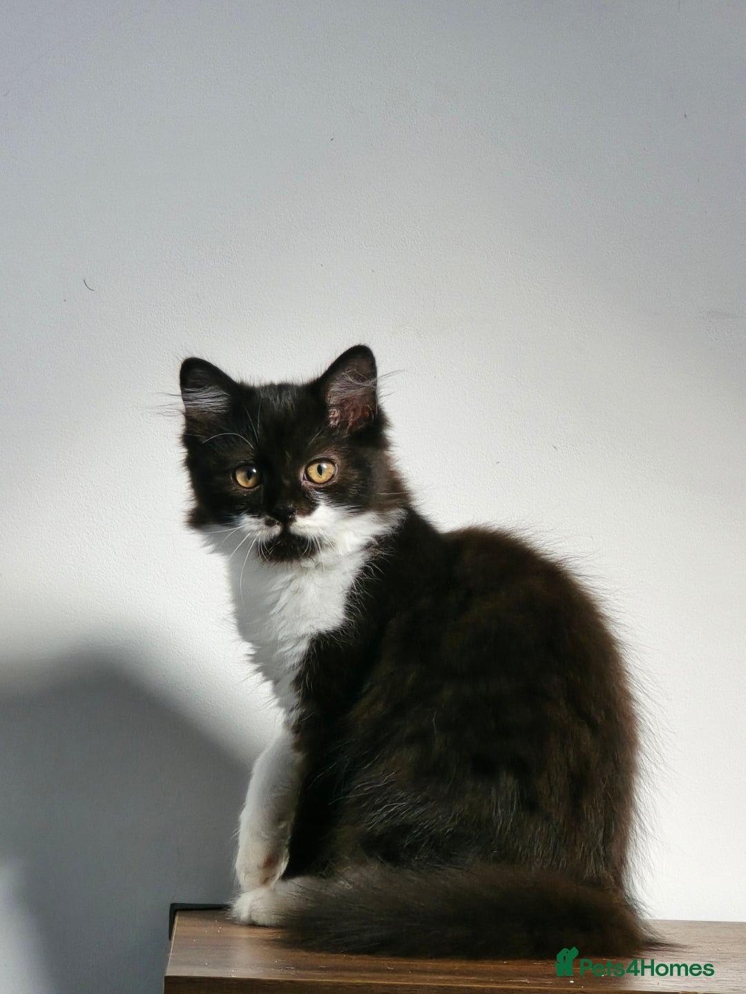 British Longhair cats for sale: British Long Hair Male kittens ( only 1 left) - Advert 6