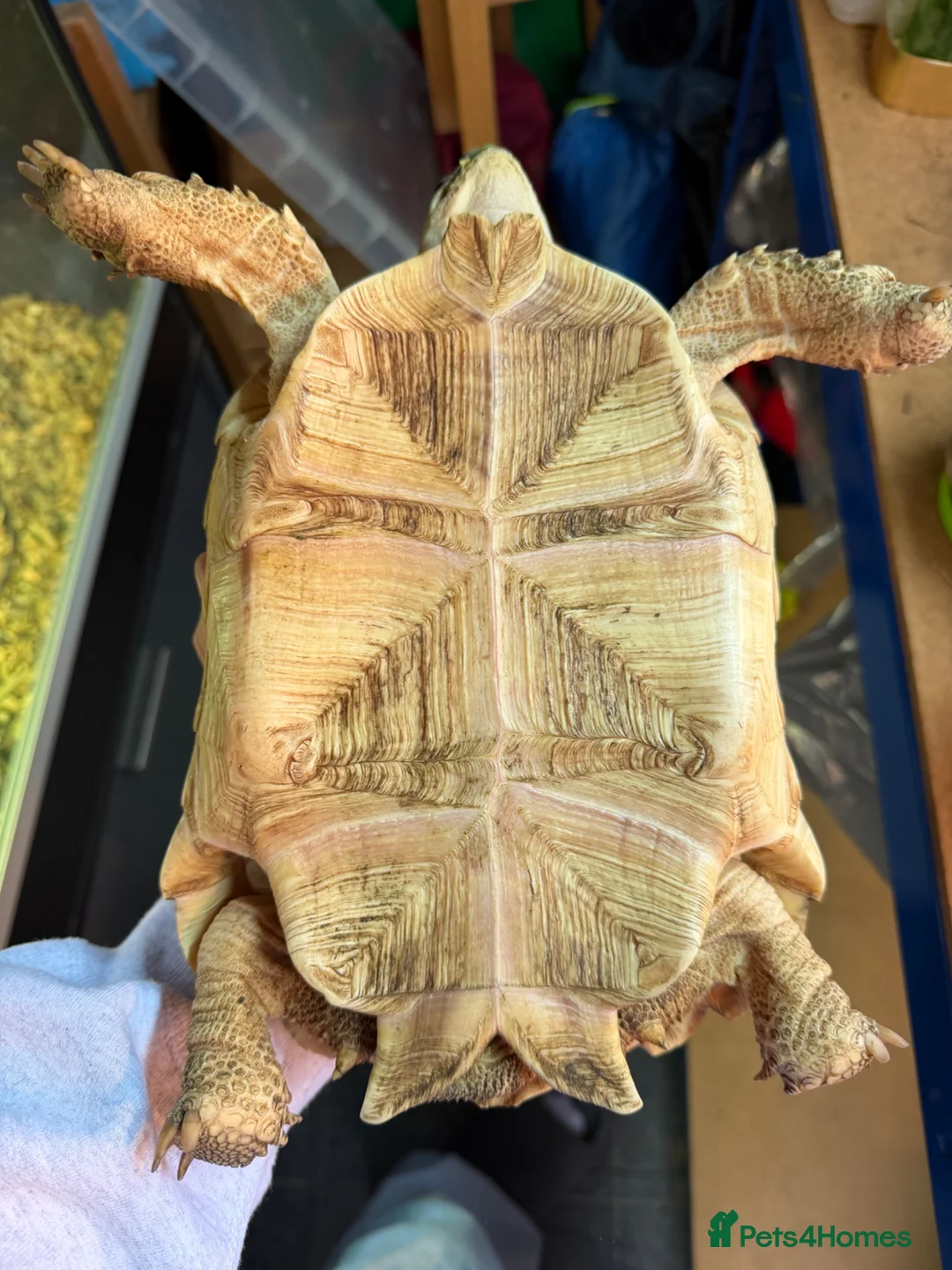 Tortoise reptiles for sale: Sulcata Female for sale  - Advert 2
