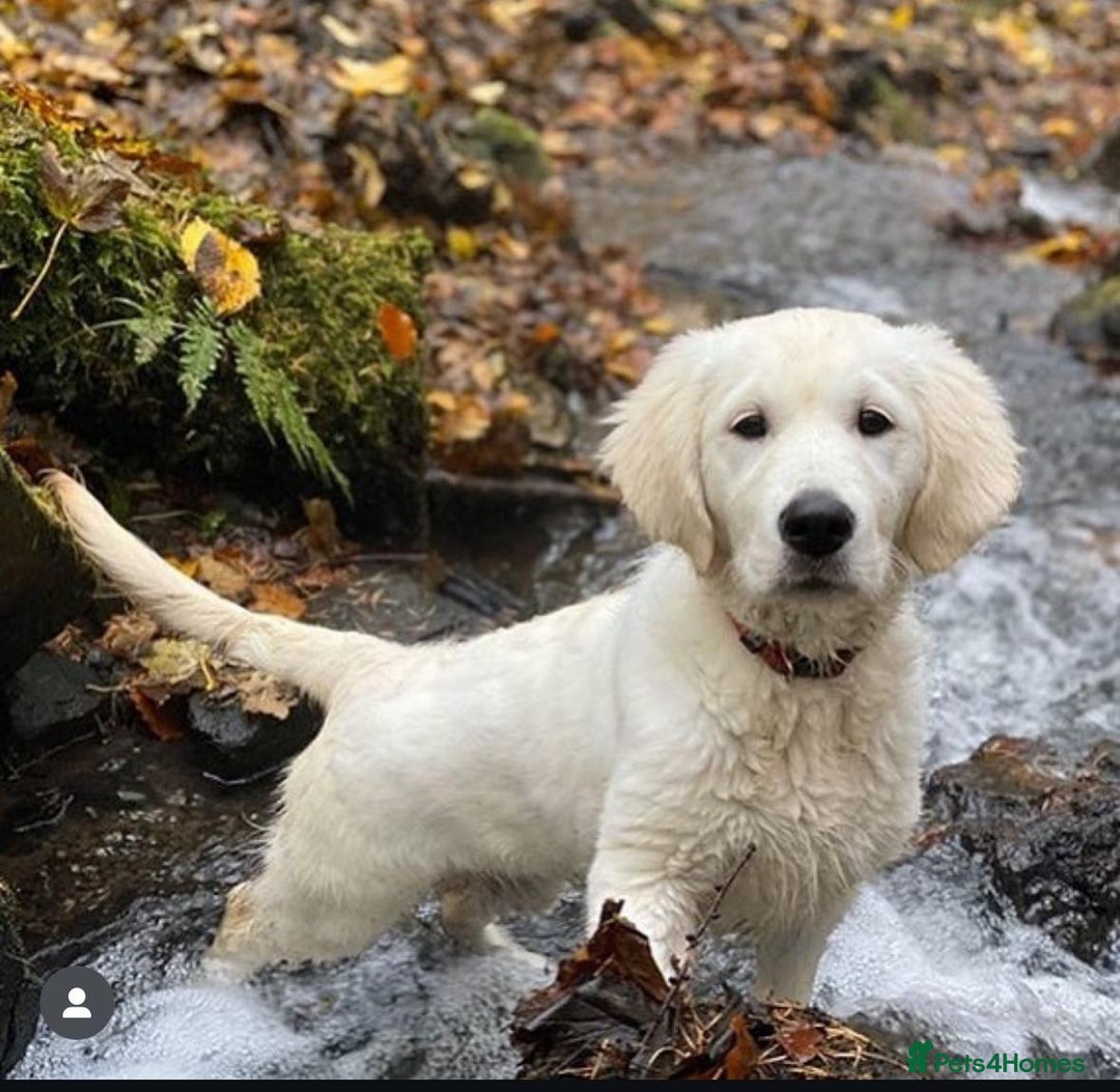 Golden Retriever dogs for sale: Beautiful KC registered golden retrievers - Image 6