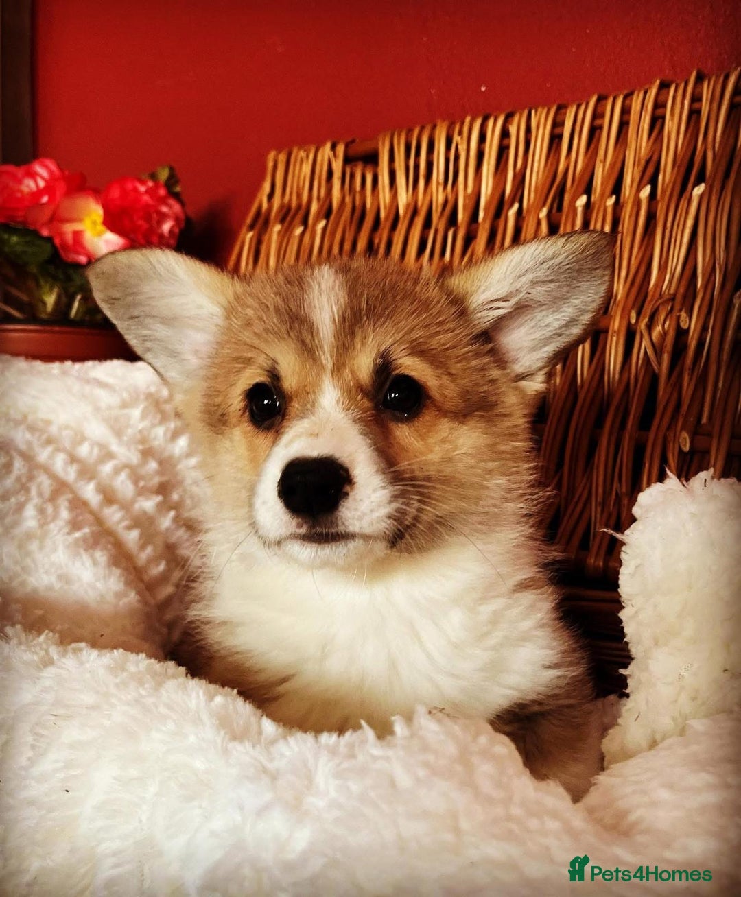 Welsh Corgi Pembroke dogs for sale: Naturally bobbed unique babies - Image 35