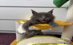 Maine Coon cats for sale: ✨7 Pure Bred Maine Coon Kittens✨ - Image 2