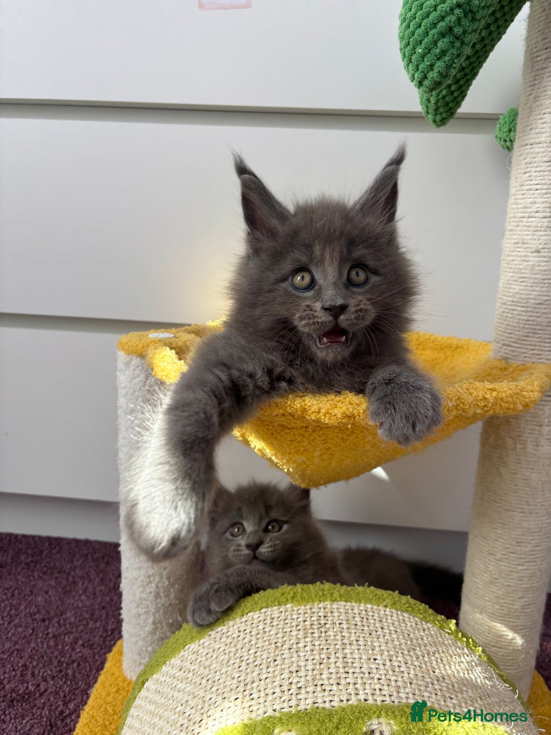 Maine Coon cats for sale: ✨7 Pure Bred Maine Coon Kittens✨ - Image 2