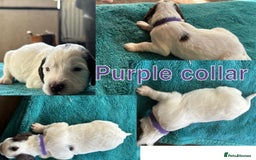 Sprocker dogs for sale: Sprocker for sale - Image 6