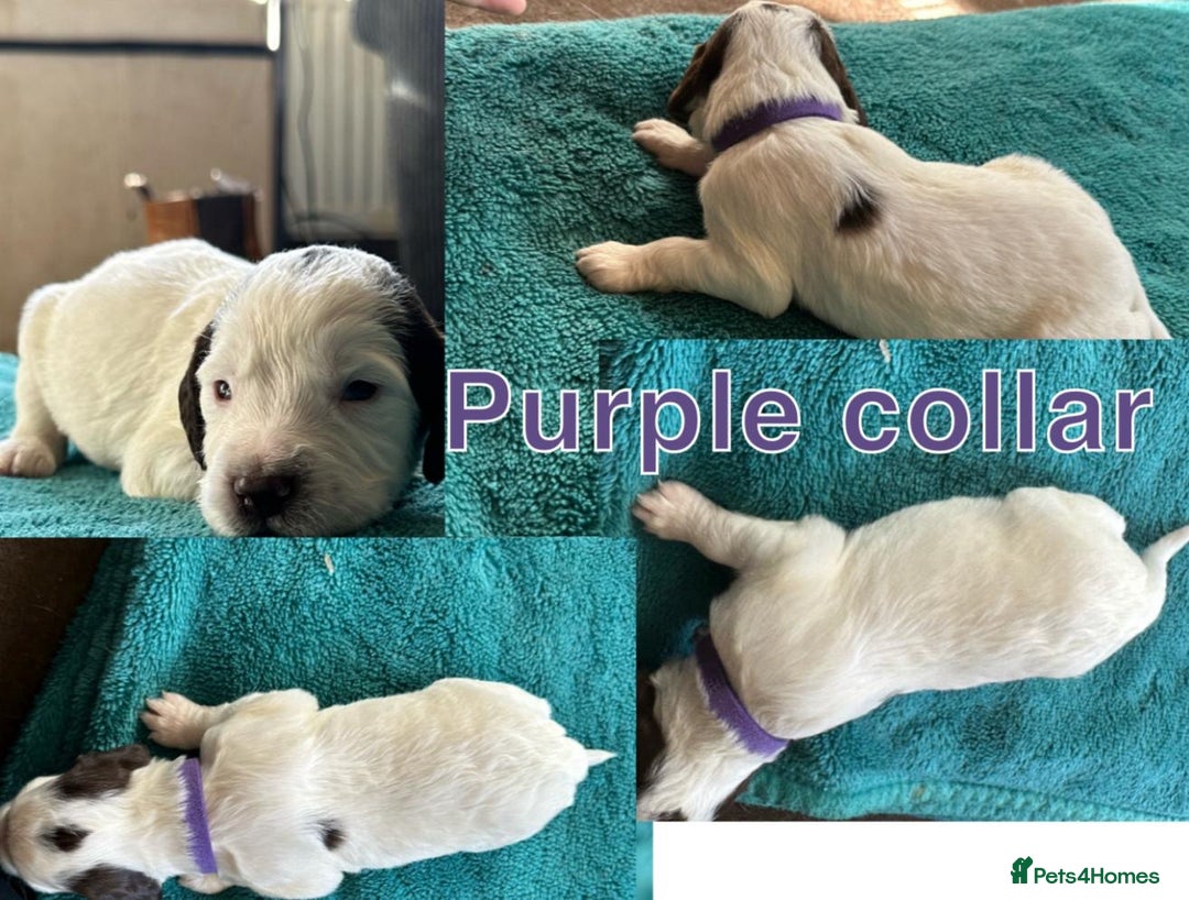 Sprocker dogs for sale: Sprocker for sale - Image 6