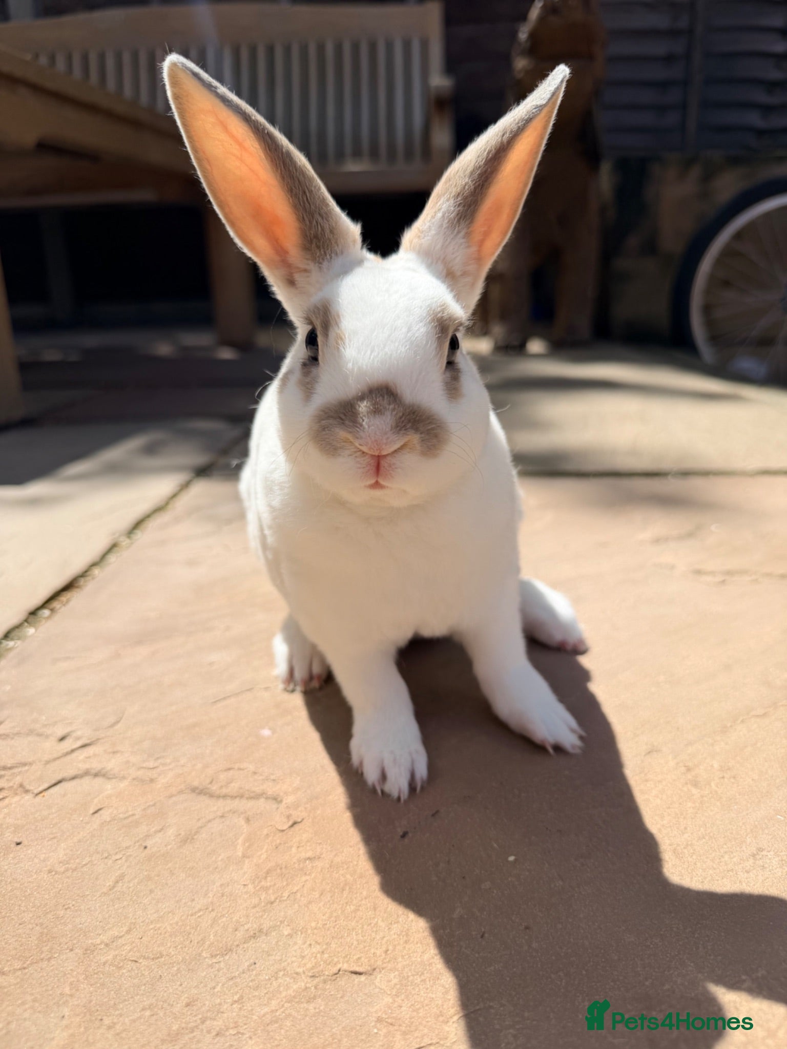 Rex rabbits 2 x mini Rex bucks looking for forever home  - Advert 2