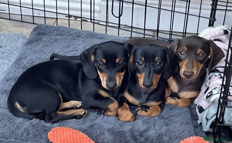 Miniature Dachshund dogs - Advert 5