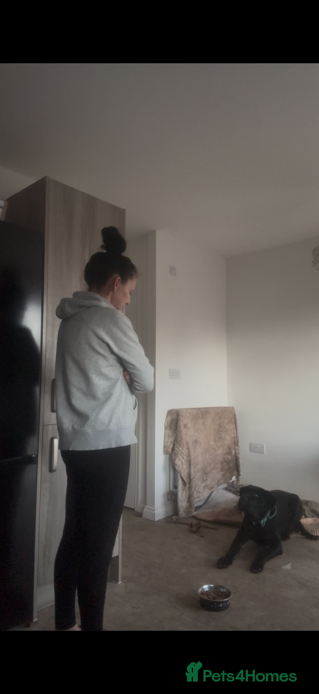 Mixed Breed dogs for sale: 8 month old male cane corso for new loving home - Advert 13