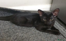 Mixed Breed cats for sale: 5 sweet and purr-fect chocolate brownie babies - Image 18