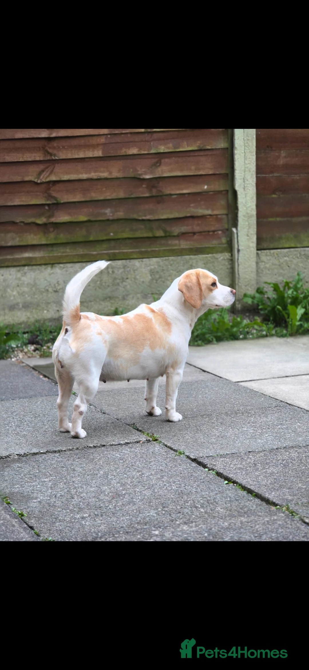Beagle dogs for sale: Beagle female for rehoming  - Advert 1