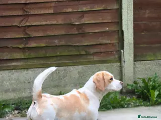 Beagle dogs Beagle female for rehoming - Advert 14