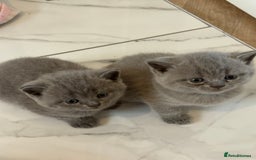British Shorthair cats for sale: Short British hair kittens cross Scottish fold. - Image 9