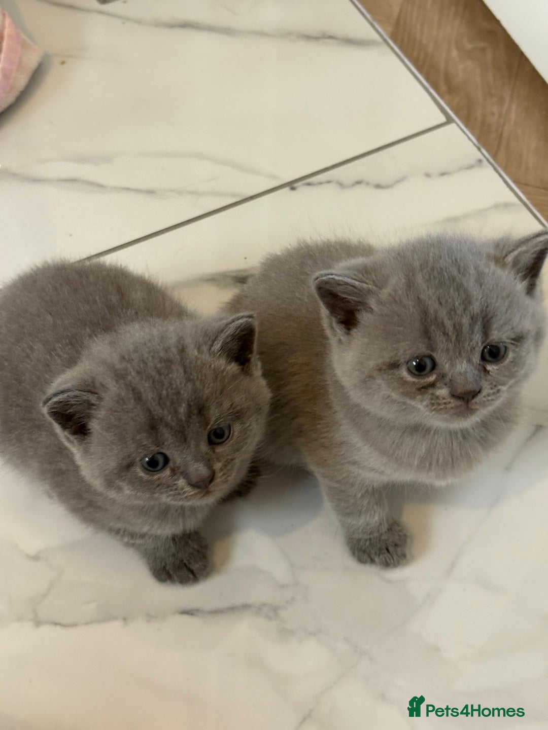 British Shorthair cats for sale: Short British hair kittens cross Scottish fold. - Image 9
