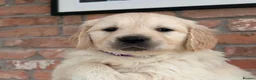 Golden Retriever dogs for sale: Kc registered Fully health tested parents  - Advert 25