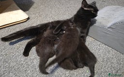 Mixed Breed cats for sale: Last Female Kitten From the Litter - Advert 6