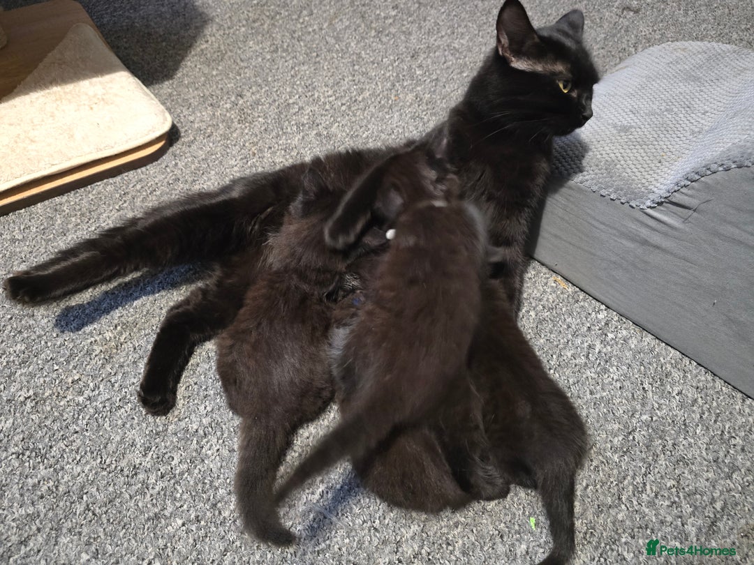 Mixed Breed cats for sale: Last Female Kitten From the Litter - Advert 6