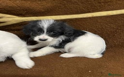 Jackapoo dogs for sale: Beautiful Jackapoo Puppies, READY NOW - Image 4