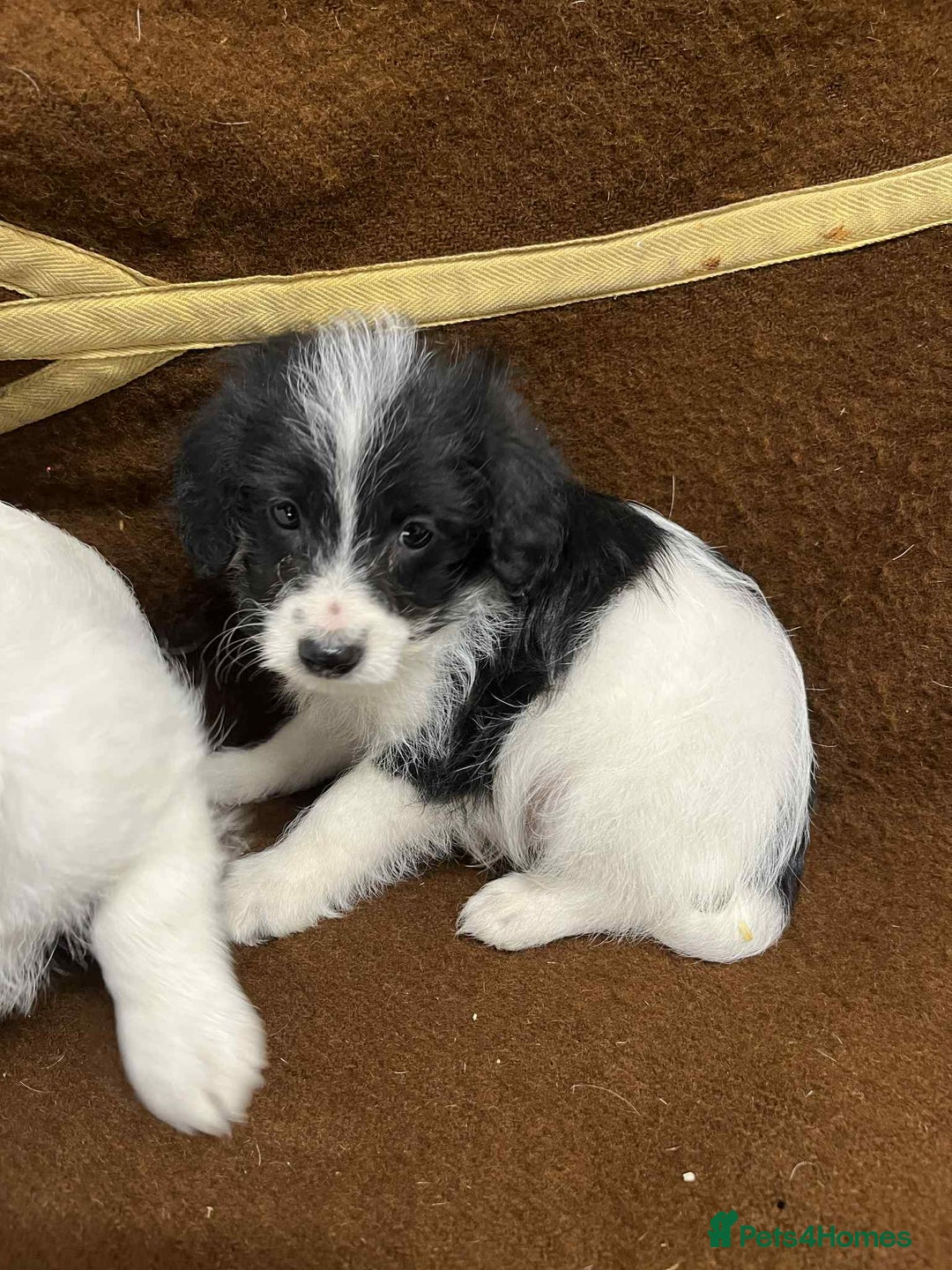 Jackapoo dogs for sale: Beautiful Jackapoo Puppies, READY NOW - Image 4