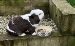 Mini Lop rabbits for sale: Minilops male and female  - Advert 6